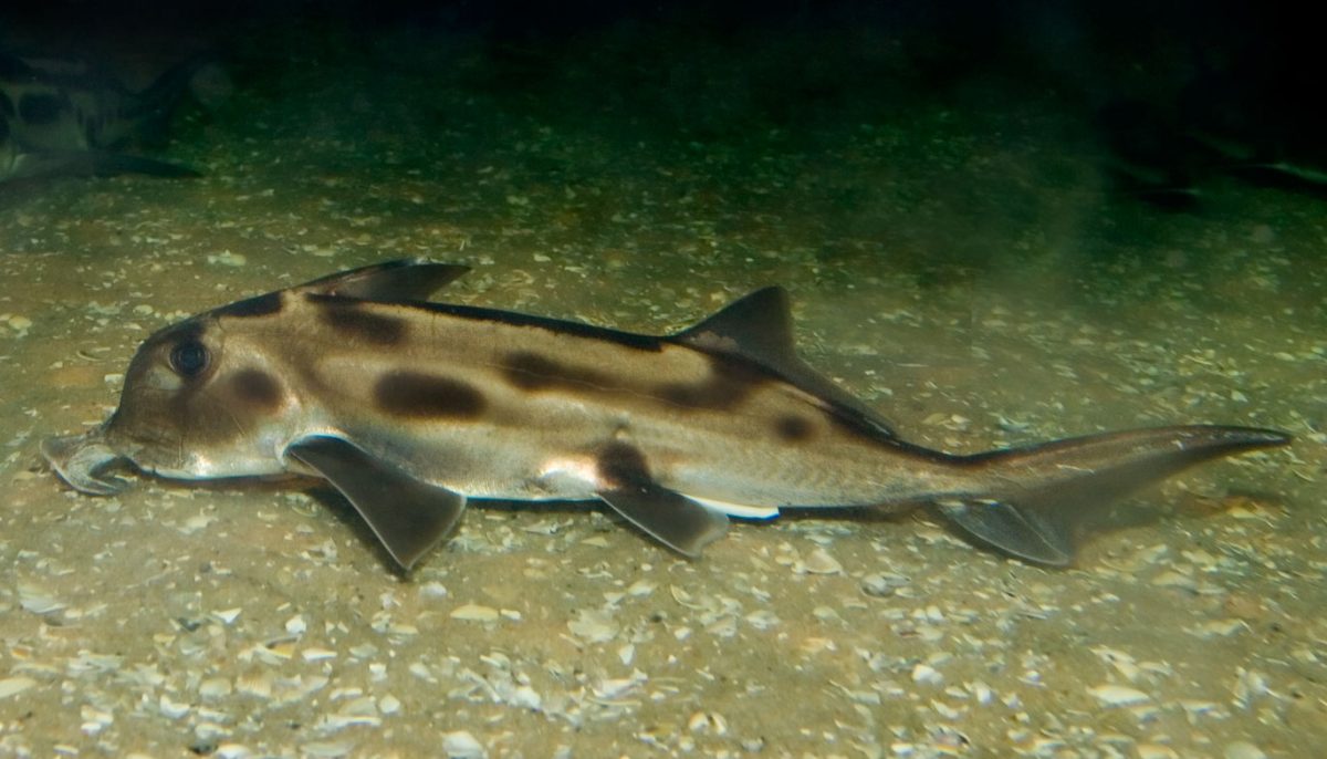 Elephant Fish Fishing Australia