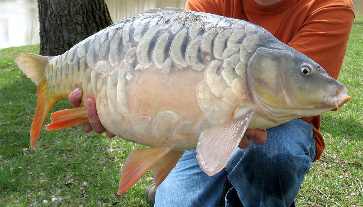 Carp Fishing Reels Guide: Everything You Need to Know - Get The