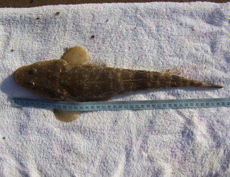 Dusky flathead laid beside a tape measure on a towel, from the Fishing Australia member gallery